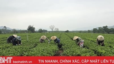 អ្នកដាំតែចាប់ផ្តើមប្រមូលផលដ៏សំខាន់បំផុតប្រចាំឆ្នាំ