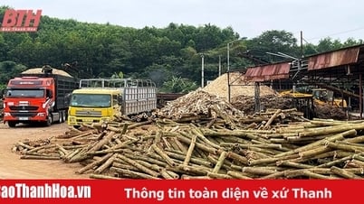 Phát triển kinh tế lâm nghiệp ở Ngọc Lặc