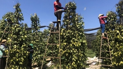 កើនឡើងខ្លាំង ត្រឡប់ទៅ 150,000 ដុង/គីឡូក្រាម?