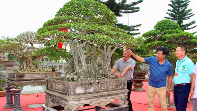 De nombreux bonsaïs d'une valeur de plusieurs milliards de dongs sont exposés au monument de l'Oncle Ho à Ninh Giang.