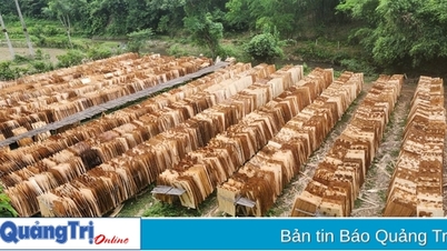 Proposition de mettre fin à l'exploitation de l'usine de transformation du bois de plantation de Duc Hung Quang Tri Wood One Member Co., Ltd.