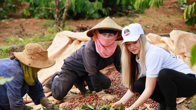 Les touristes occidentaux apprécient l’expérience de visiter des jardins et de cueillir du café.