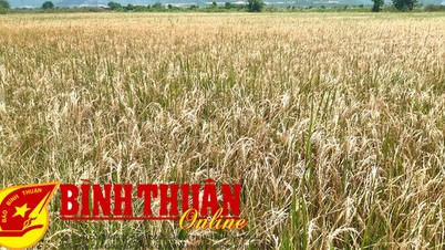 ការ​កំណត់​មូលហេតុ​នៃ​ការ​ខូច​ខាត​យ៉ាង​ធ្ងន់ធ្ងរ​បង្ក​ឡើង​ដោយ​ដើម borers លើ​ស្រូវ