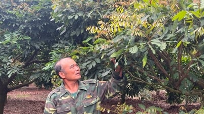 Tỷ lệ nhãn ở Chí Linh ra hoa chỉ đạt khoảng 30%