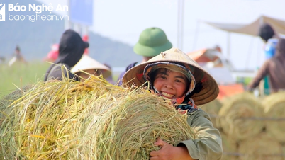 ការ​ច្រូត​ចំបើង​យ៉ាង​អ៊ូអរ​នៅ​វាលស្រែ Nghe An