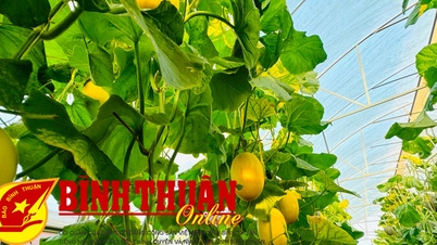 ផ្លែឪឡឹក Ham Cuong បម្រើផ្សារតេត
