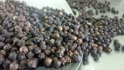 Thị trường còn tăng trong trung và dài hạn, Việt Nam là nguồn cung hồ tiêu lớn nhất cho Ấn Độ