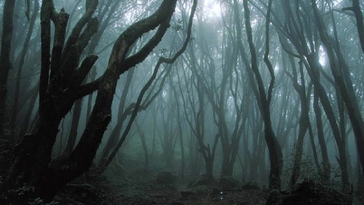La forêt la plus effrayante du monde, où tout ce qui entre disparaît