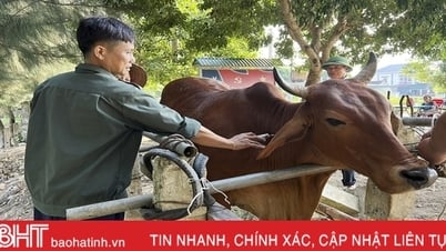 ឌុច ថូ ខិតខំ​ធ្វើ​ការ​ចាក់​វ៉ាក់សាំង​លើក​ទី​ពីរ​ដល់​បសុសត្វ​ត្រឹម​ថ្ងៃ​ទី​៣០ ខែ​តុលា។