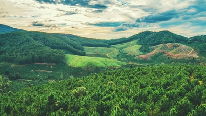 New policy to support and invest in forestry in Hai Duong
