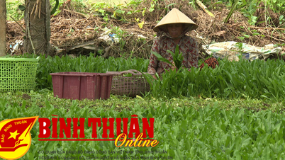 Earn 500,000 VND per day from coriander