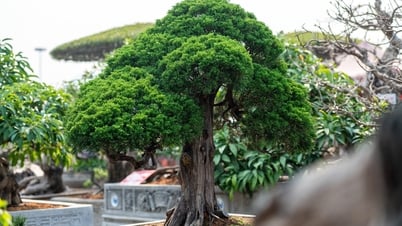 ដើមស្រល់មួយគូដែលមានតម្លៃជាង 2.7 ពាន់លានបានបង្ហាញខ្លួននៅឯពិព័រណ៍ផ្កានៅទីក្រុង Ha Long