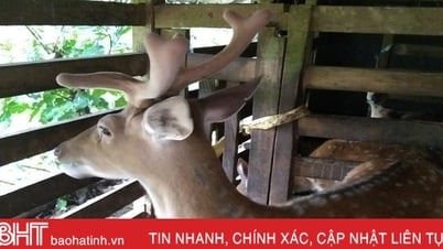 Thủ phủ hươu sao Hà Tĩnh ước thu hơn 200 tỷ đồng bán lộc nhung dịp Tết