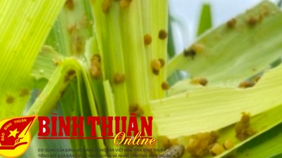 គ្រួសារជនជាតិដែលចូលរួមក្នុងគំរូ "ការគ្រប់គ្រងដង្កូវនាងធ្លាក់ចុះដែលបំផ្លាញពោត"