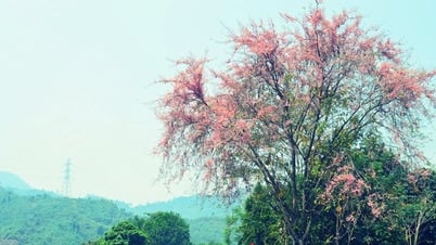 Thành lập ban tổ chức hội nghị quốc tế về du lịch nông thôn tại Quảng Nam