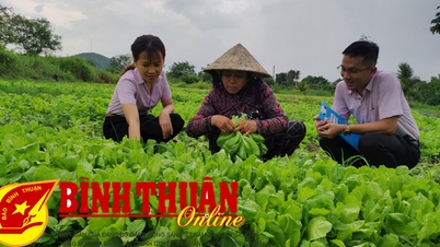 Giải ngân 664 tỷ đồng/20.000 lượt hộ nghèo và đối tượng chính sách