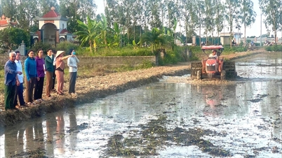 Hợp tác xã Dịch vụ nông nghiệp thị trấn Tứ Kỳ xóa ruộng hoang