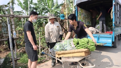 Банани Тет у Тхуонг Куані розпродані.