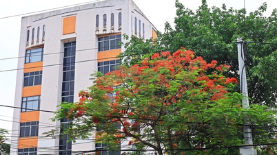 Des fleurs de phénix rouge vif et des fleurs de lagerstroemia violettes décorent le campus du journal Hai Duong.