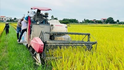 Nhiều mô hình sản xuất nông nghiệp hiệu quả ở Hưng Long (Ninh Giang)
