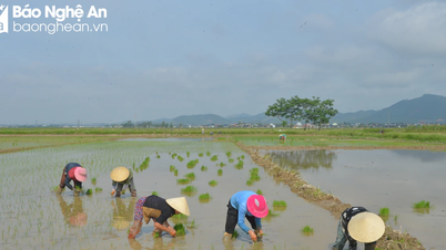 កសិករ Nghe An សកម្មភ្ជួរដី និងដាំស្រូវនៅតំបន់ទំនាប ដើម្បីគេចពីទឹកជំនន់។