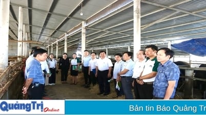 Phát triển đàn bò thịt chất lượng cao gắn với chuyển giao kỹ thuật nông nghiệp, liên kết tiêu thụ sản phẩm