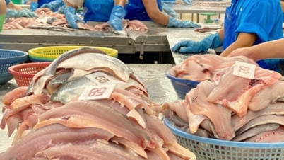 Trung Quốc chi nghìn tỷ mỗi tháng để mua cá tra Việt Nam