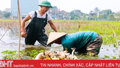 ទិដ្ឋភាព​ជិត​នៃ​ការ​ប្រមូល​ផល​ឈូក​ដែល​ដាំ​នៅ​ទី​វាល​រហោស្ថាន​នៃ​ទីក្រុង Ha Tinh