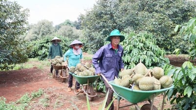 Nhận diện thực trạng liên kết tiêu thụ, xuất khẩu sầu riêng năm 2023