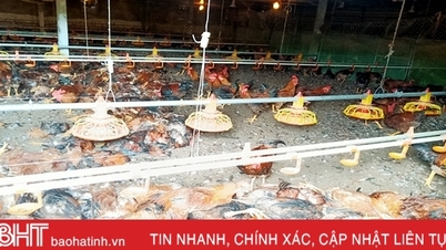 Hệ thống quạt gió gặp sự cố, một trang trại ở Hương Khê thiệt hại gần 8.000 con gà