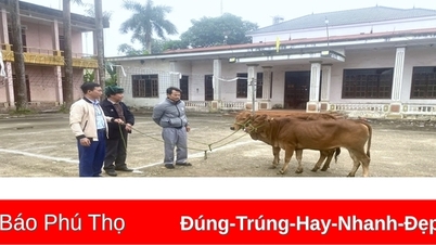 ការ​ចិញ្ចឹម​គោ​ជួយ​ប្រជាជន​រួច​ផុត​ពី​ភាព​ក្រីក្រ