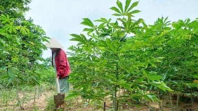 Đến năm 2030 diện tích trồng sắn của Quảng Nam giữ ổn định 9.000ha