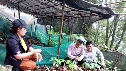 In 2024, more than 48,300 poor, near-poor, and policy households will receive preferential loans.