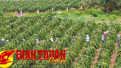 Mùa thu vườn đồi thanh long Hàm Thuận Nam