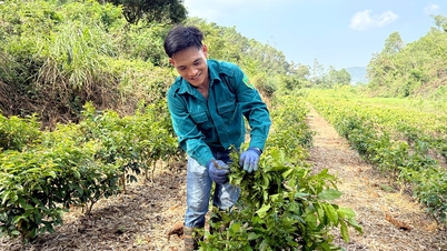 កសិករ Chi Linh ដាំតែខ្មៅដើម្បីទទួលបានប្រាក់ចំណូលល្អ។