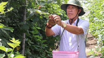 NTO - Farmers of Phan Rang City
