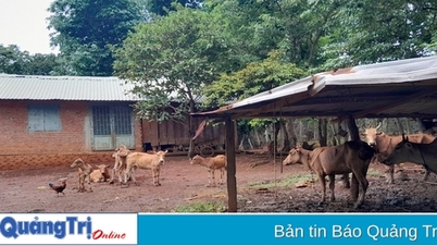 Huong Hoa បានប្រកាសពីការបញ្ចប់ការរីករាលដាលនៃជំងឺមាត់ និងជើងនៅក្នុងហ្វូងក្របី និងគោនៅឃុំ Huc និង Tan Long។