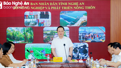 Giao Sở Nội vụ và Sở Nông nghiệp &amp; Phát triển nông thôn tìm phương án tháo gỡ khó khăn, vướng mắc cho 10 lao động trên tàu Kiểm ngư