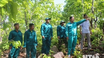 Phấn đấu gia tăng tỷ lệ che phủ rừng