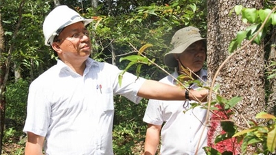Los líderes del Comité Popular Provincial inspeccionan la destrucción de árboles forestales con veneno en el distrito de Bac Ai.