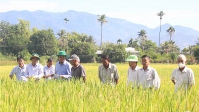 Hội thảo mô hình trình diễn giống lúa chất lượng cao Q5 và thử nghiệm giống lúa Sumô theo hướng hữu cơ