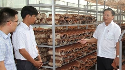 Lãnh đạo UBND tỉnh làm việc với Ban Quản lý Vườn quốc gia Phước Bình và huyện Ninh Sơn