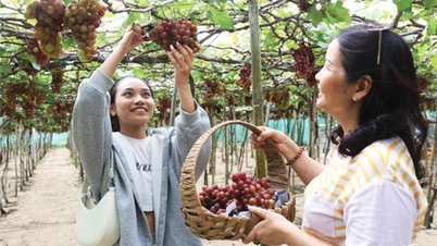 Đẩy mạnh hợp tác, liên kết trong sản xuất, tiêu thụ sản phẩm nông nghiệp