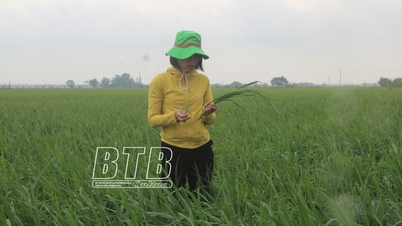 ថៃប៊ិញ៖ គិតត្រឹមថ្ងៃទី ១០ ឧសភា ស្រូវបានទុំលើផ្ទៃដីប្រមាណ ៣ ម៉ឺនហិកតា។