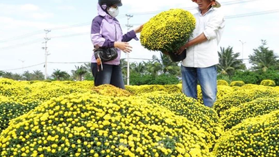 Thương lái gom hàng hoa phục vụ Tết