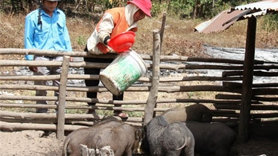 សមាគមកសិករ Bac Ai៖ គាំទ្រយ៉ាងសកម្មសមាជិកក្នុងការអភិវឌ្ឍន៍សេដ្ឋកិច្ច
