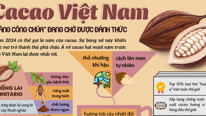 Đã đến lúc cacao Việt Nam trở lại với giấc mơ trở thành "thủ phủ" của châu Á?