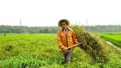 កសិករនៅតំបន់ខ្ពង់រាប Con Cuong 'គ្រប់គ្រងឆ្លងកាត់' ដើម្បីដាំឱសថស្អាត
