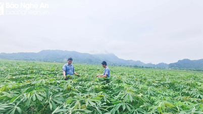 Nghệ An trồng thử nghiệm giống sắn mới kháng bệnh khảm lá