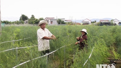 Ninh Phuoc : accroître la valeur de la production agricole